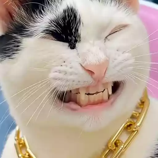 Sticker animado de WhatsApp de Gatos